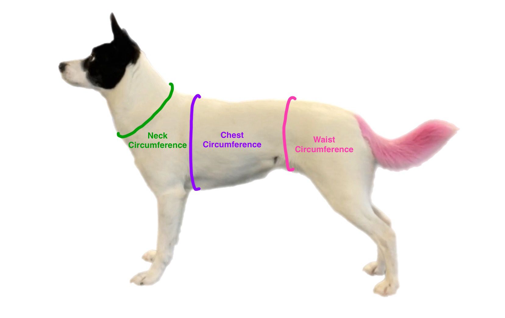 How do measure for the Dog Jacket